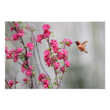 Flying Hummingbird and Flowers Art Photo