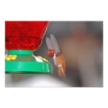 Flying Hummingbird and Hummingbird Feeder Photo Art