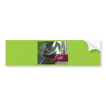 flying hummingbird bumper stickers