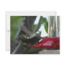 flying hummingbird announcements