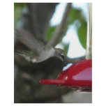 flying hummingbird letterhead