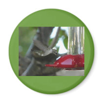 flying hummingbird fridge magnets