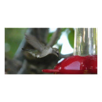 flying hummingbird photo cards
