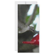 flying hummingbird rack cards