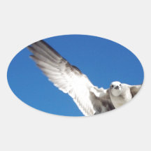 Flying In Oval Sticker
