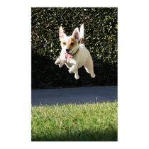Flying Jack Russell Terrier (cropped) posters