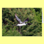 Flying Loon Notecard cards