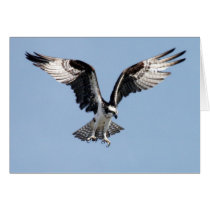Flying Osprey Card