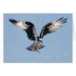 Flying Osprey cards