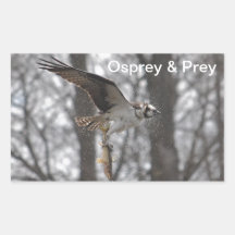 Flying Osprey & Fish Wildlife Photo Scene Sticker