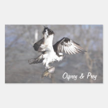 Flying Osprey & Fish Wildlife Photo Scene Rectangle Sticker