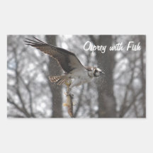 Flying Osprey & Fish Wildlife Photo Scene Sticker