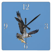 Flying Osprey & Fish Wildlife Photography Wall Clock