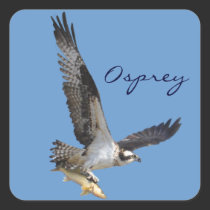 Flying Osprey & Fish Wildlife Photography stickers
