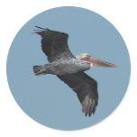 Flying Pelican 14 Sticker