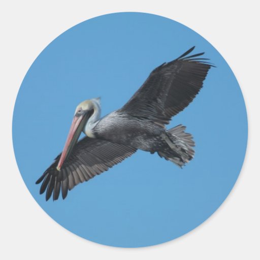 Flying Pelican 19 Sticker
