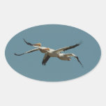 Flying pelican 2 Sticker