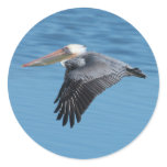 Flying Pelican 7 Sticker
