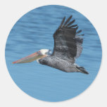 Flying Pelican 8 Sticker