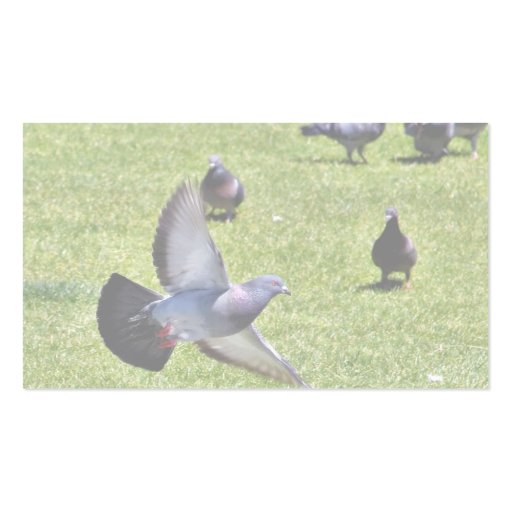 Flying Pigeon Business Cards (back side)