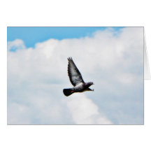 Flying Pigeon On Sky Greeting Card