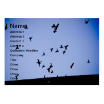 Flying pigeons business card