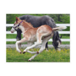 Flying Red Roan Colt Postcards