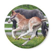 Flying Red Roan Refrigerator Magnets