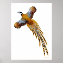 Flying Reeves Pheasant Print