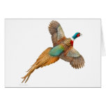 Flying Ringneck Pheasant Card