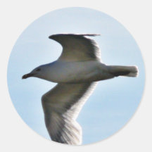 Flying Seagull Close Up Stickers