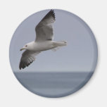 Flying Seagull Soaring Magnets