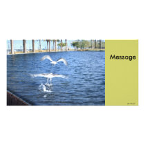 Flying Seagulls photo cards by YourAmaryllis Flying Seagulls photo cards