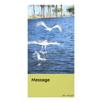 Flying Seagulls photo cards by YourAmaryllis Flying Seagulls photo cards
