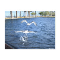 Flying Seagulls Postcard