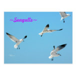 Flying Seagulls Postcard