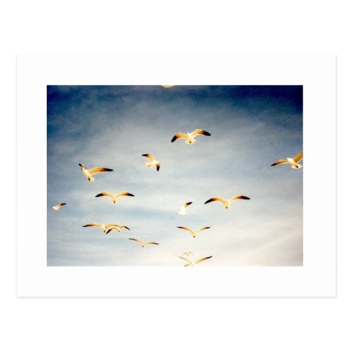 Flying Seagulls Postcards