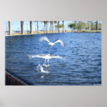 Flying Seagulls Posters