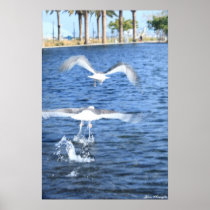 Flying Seagulls Print