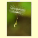 Flying seeds cards