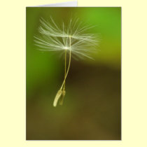 Flying seeds cards