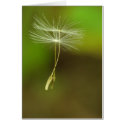 Flying seeds cards