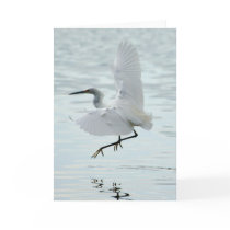 Flying Snowy Egret cards by pshaw_photo Flying Snowy Egret cards
