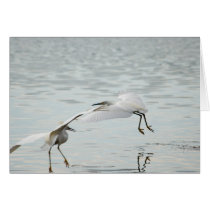Flying Snowy Egrets cards by pshaw_photo Flying Snowy Egrets cards