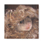 Flying Squirrel Magnet
