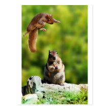 Flying squirrel post card