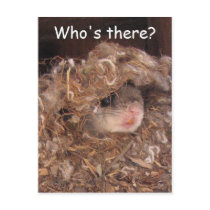 Flying Squirrel Postcard by naturegirl7 Flying Squirrel Postcard