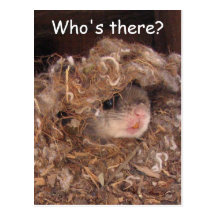 Flying Squirrel Postcard