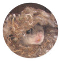 Flying Squirrel Sticker by naturegirl7 Flying Squirrel Sticker