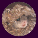 Flying Squirrel Sticker